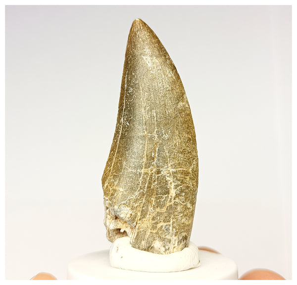 1326 - Eocarcharia Dinops Dinosaur Tooth - Cretaceous Elrhaz Fm Tenere 