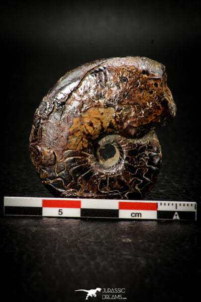 Well Preserved Pyritized 1.75 Inch Goniatite Devonian Cephalopod ...