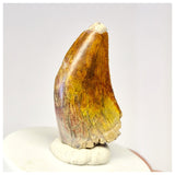 1424 - Gem Grade Afrovenator abakensis Megalosaurid Dinosaur Tooth Jurassic Tiouraren Fm