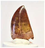 1390 - Gem Grade Carcharodontosaurus saharicus Dinosaur Tooth KemKem