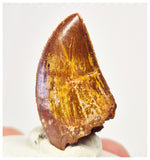 1392 - Gem Grade Carcharodontosaurus saharicus Dinosaur Tooth KemKem