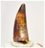 1391 - Gem Grade Carcharodontosaurus saharicus Dinosaur Tooth KemKem