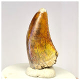 1424 - Gem Grade Afrovenator abakensis Megalosaurid Dinosaur Tooth Jurassic Tiouraren Fm