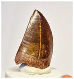 1390 - Gem Grade Carcharodontosaurus saharicus Dinosaur Tooth KemKem