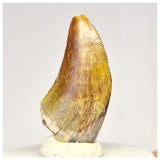 1424 - Gem Grade Afrovenator abakensis Megalosaurid Dinosaur Tooth Jurassic Tiouraren Fm