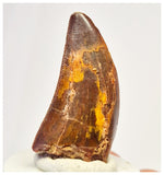 1391 - Gem Grade Carcharodontosaurus saharicus Dinosaur Tooth KemKem