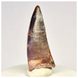 1440 - Rare Serrated Suchomimus tenerensis Spinosaurid Dinosaur Tooth - Cretaceous Elrhaz Fm