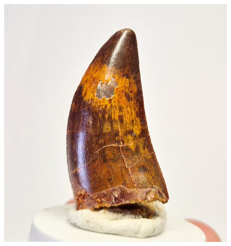 1391 - Gem Grade Carcharodontosaurus saharicus Dinosaur Tooth KemKem