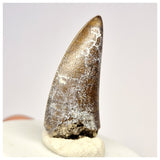 1428 - Eocarcharia dinops Dinosaur Tooth - Cretaceous Elrhaz Fm Tenere Desert