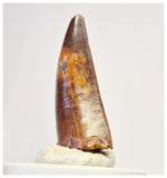 1391 - Gem Grade Carcharodontosaurus saharicus Dinosaur Tooth KemKem