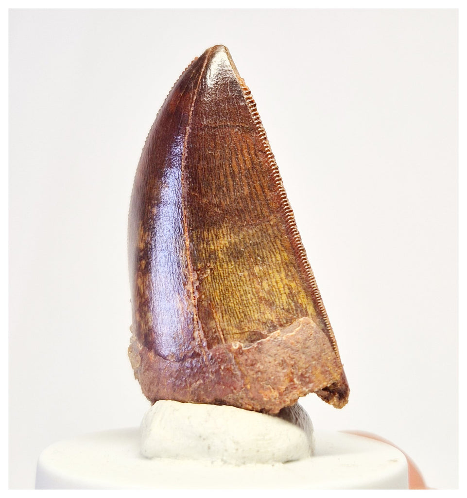 1390 - Gem Grade Carcharodontosaurus saharicus Dinosaur Tooth KemKem