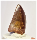 1390 - Gem Grade Carcharodontosaurus saharicus Dinosaur Tooth KemKem