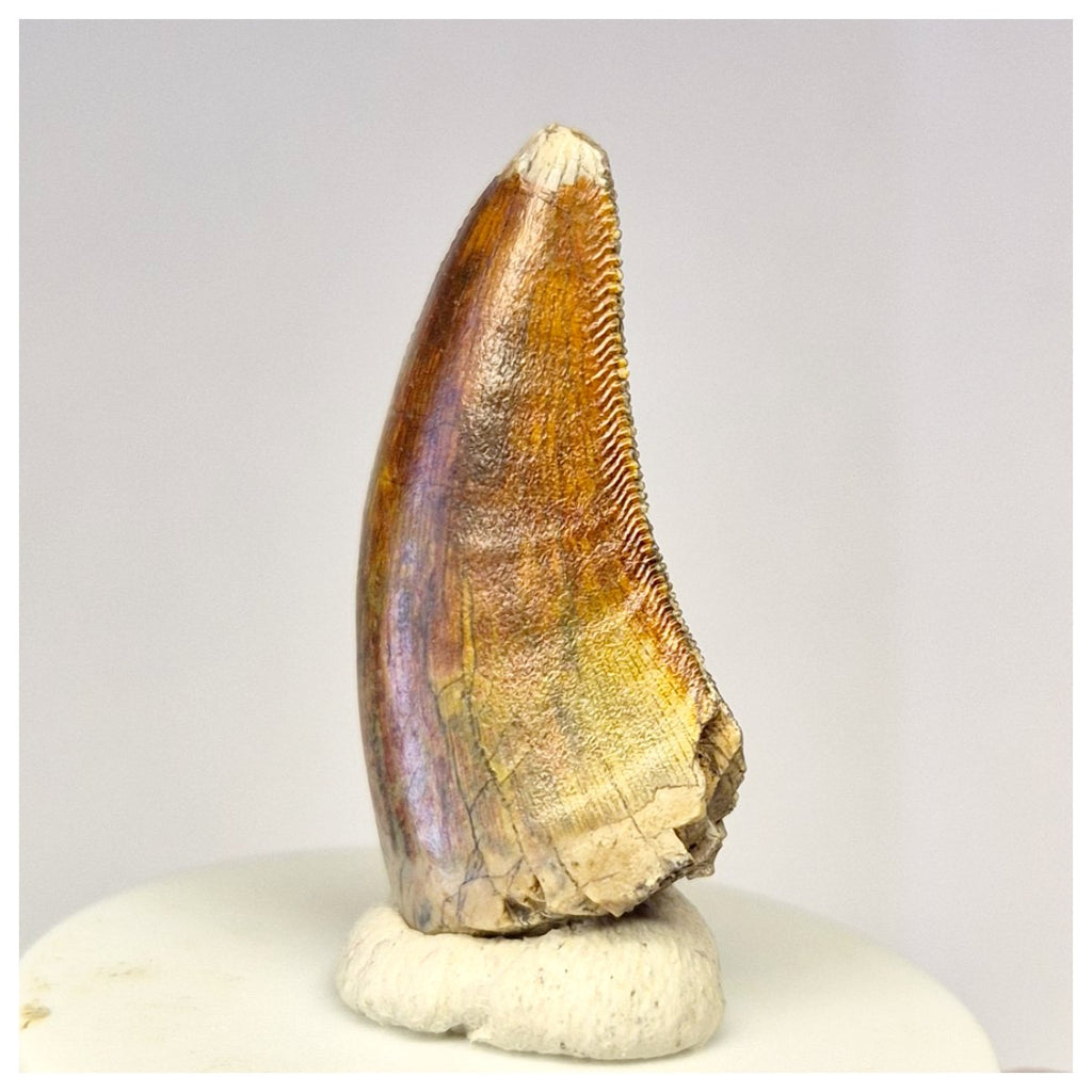 1424 - Gem Grade Afrovenator abakensis Megalosaurid Dinosaur Tooth Jurassic Tiouraren Fm