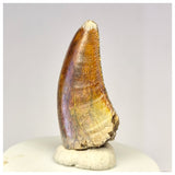 1424 - Gem Grade Afrovenator abakensis Megalosaurid Dinosaur Tooth Jurassic Tiouraren Fm