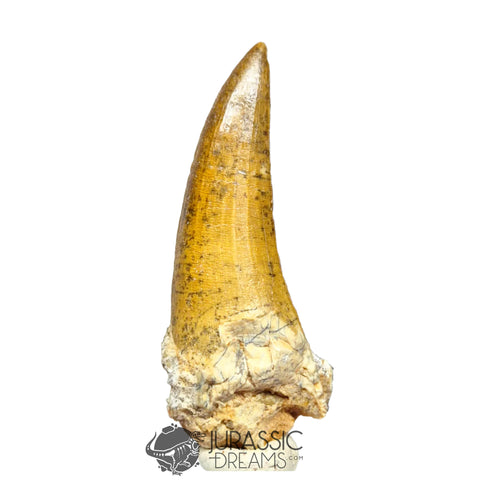 20029 - Nicely Preserved Large Suchomimus tenerensis Dinosaur Tooth