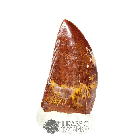 20312 - Gem Grade Carcharodontosaurus saharicus Dinosaur Tooth