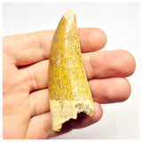 1388- Nicely Preserved Premaxillary Carcharodontosaurus saharicus Dinosaur Tooth