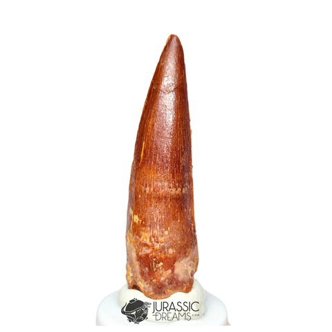 20346 - Nicely Preserved Spinosaurus aegyptiacus Dinosaur Tooth