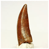 1335 - Nicely Preserved Carcharodontosaurus saharicus Dinosaur Tooth