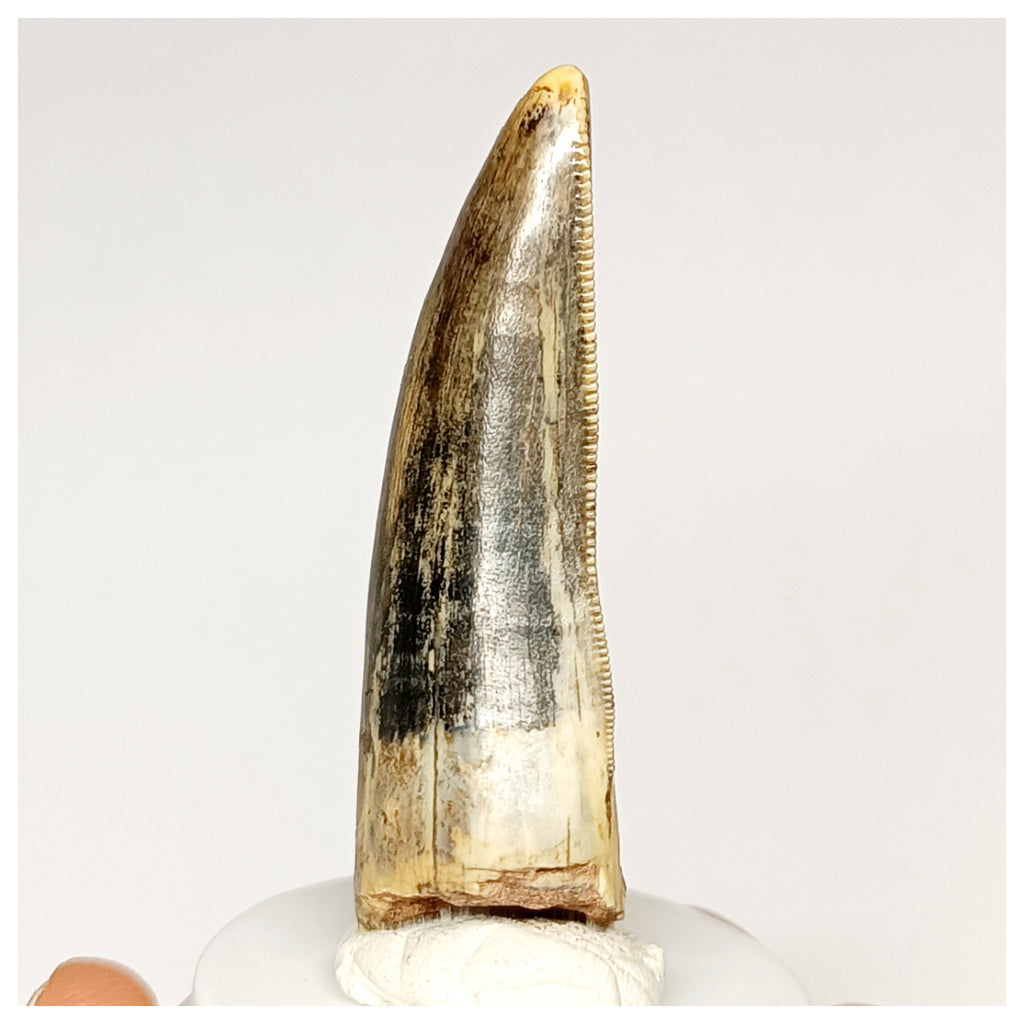 1300 - Rare Afrovenator abakensis Megalosaurid Dinosaur Tooth Jurassic Tiouraren Fm