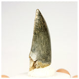 1321 - Gem Grade Afrovenator abakensis Megalosaurid Dinosaur Tooth Jurassic Tiouraren Fm