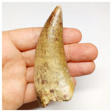 1301 - Huge Afrovenator abakensis Megalosaurid Dinosaur Tooth Jurassic Tiouraren Fm