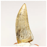 1302 - Finest Quality Afrovenator abakensis Megalosaurid Dinosaur Tooth Jurassic Tiouraren Fm