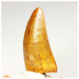 1338 - Nicely Preserved Carcharodontosaurus saharicus Dinosaur Tooth