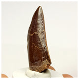 1336 - Nicely Preserved Carcharodontosaurus saharicus Dinosaur Tooth