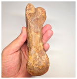 1498 - Museum Grade Spinosaurus aegyptiacus Dinosaur Complete Toe Finger with Claw- KemKem Beds