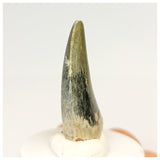 1320 - Gem Grade Afrovenator abakensis Megalosaurid Dinosaur Tooth Jurassic Tiouraren Fm