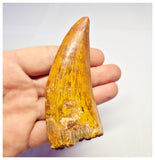 1373 - Huge Carcharodontosaurus saharicus Dinosaur Tooth - Cretaceous KemKem Beds