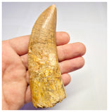 1372 - Huge Rooted Carcharodontosaurus saharicus Dinosaur Tooth - Cretaceous KemKem Beds