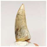 1302 - Finest Quality Afrovenator abakensis Megalosaurid Dinosaur Tooth Jurassic Tiouraren Fm