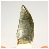 1321 - Gem Grade Afrovenator abakensis Megalosaurid Dinosaur Tooth Jurassic Tiouraren Fm