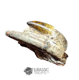 20193 - Outstanding Sarcosuchus imperator Crocodile partial Maxillary - Lower Cretaceous Elrhaz Fm