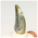 1320 - Gem Grade Afrovenator abakensis Megalosaurid Dinosaur Tooth Jurassic Tiouraren Fm