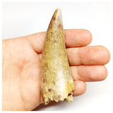 1301 - Huge Afrovenator abakensis Megalosaurid Dinosaur Tooth Jurassic Tiouraren Fm