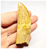 1386 - Rare Rooted Carcharodontosaurus saharicus Dinosaur Tooth - Cretaceous KemKem Beds