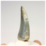 1321 - Gem Grade Afrovenator abakensis Megalosaurid Dinosaur Tooth Jurassic Tiouraren Fm