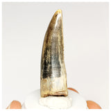 1300 - Rare Afrovenator abakensis Megalosaurid Dinosaur Tooth Jurassic Tiouraren Fm