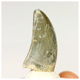 1320 - Gem Grade Afrovenator abakensis Megalosaurid Dinosaur Tooth Jurassic Tiouraren Fm