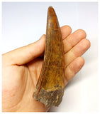 1315 - Investment Grade 12,6cm Carcharodontosaurus saharicus Dinosaur Tooth - Cretaceous KemKem Beds