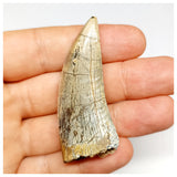 1302 - Finest Quality Afrovenator abakensis Megalosaurid Dinosaur Tooth Jurassic Tiouraren Fm