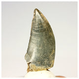 1321 - Gem Grade Afrovenator abakensis Megalosaurid Dinosaur Tooth Jurassic Tiouraren Fm