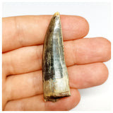 1300 - Rare Afrovenator abakensis Megalosaurid Dinosaur Tooth Jurassic Tiouraren Fm