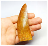 1330 - Huge Carcharodontosaurus saharicus Dinosaur Tooth - Cretaceous KemKem Beds