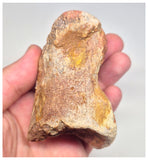 1498 - Museum Grade Spinosaurus aegyptiacus Dinosaur Complete Toe Finger with Claw- KemKem Beds