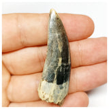 1300 - Rare Afrovenator abakensis Megalosaurid Dinosaur Tooth Jurassic Tiouraren Fm