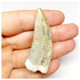 1302 - Finest Quality Afrovenator abakensis Megalosaurid Dinosaur Tooth Jurassic Tiouraren Fm